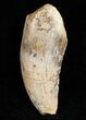 Partial Tyrannosaurid Tooth - Montana #12029-1